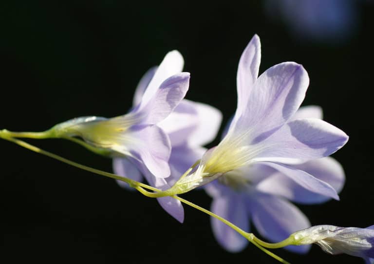 Ixia (Ixia)