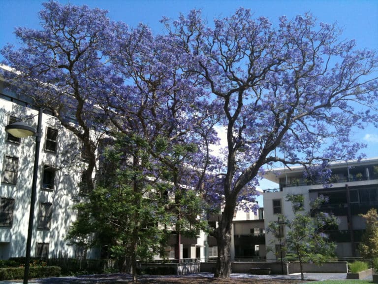 Arbre fougère (Jacaranda)