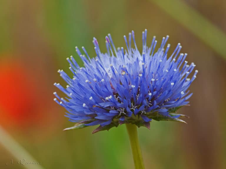 Jasione (Jasione)