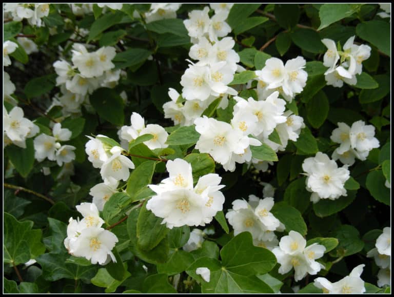 Jasmin (Jasminum)