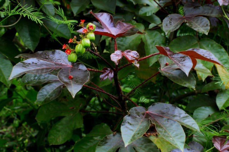 Jatropha (Jatropha)