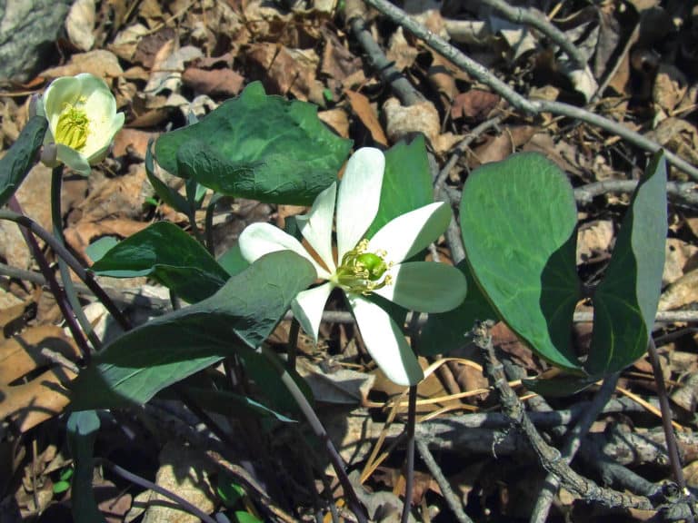 Jeffersonia (Jeffersonia)