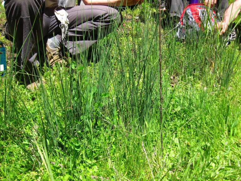 Jonc (Juncus)