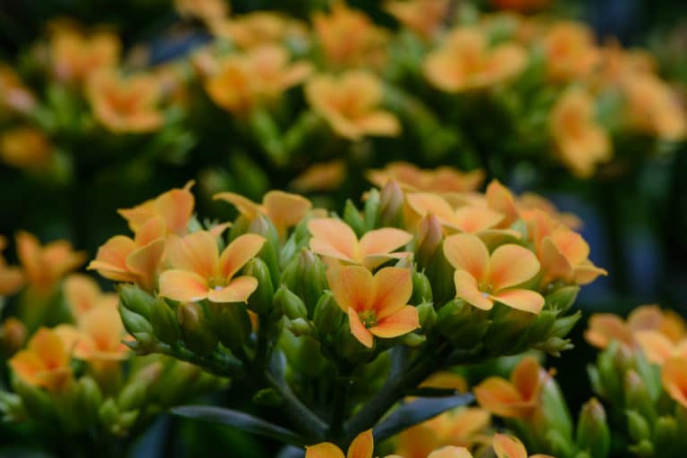 Kalanchoë (Kalanchoe)