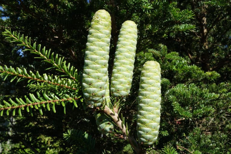 Keteleeria (Keteleeria)
