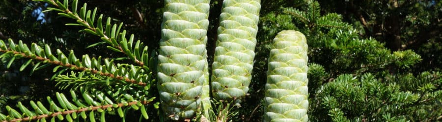 Keteleeria