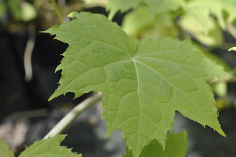 Kirengeshoma palmata (Kirengeshoma)