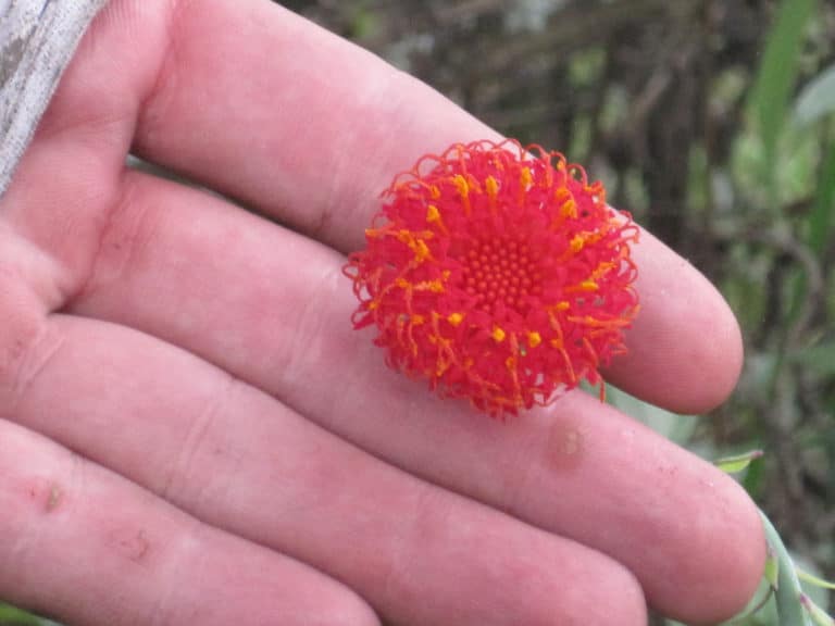 Kleinia (Kleinia)