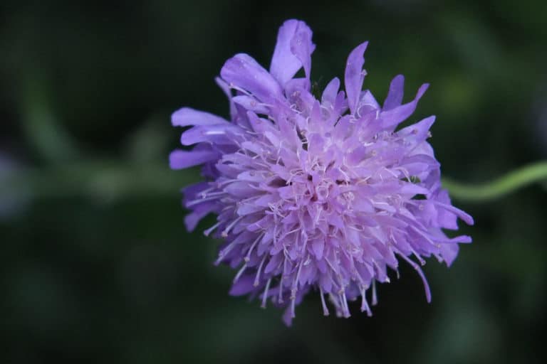 Knautia (Knautia)