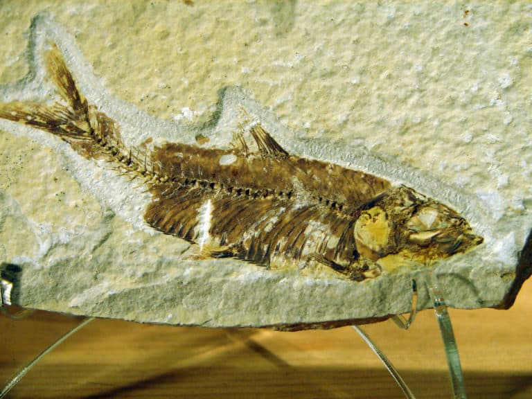 Knightia (Knightia)