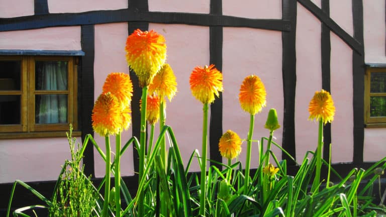 Kniphofia (Kniphofia)