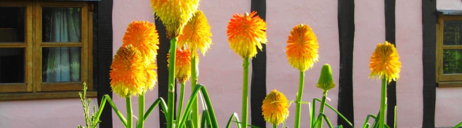 Kniphofia