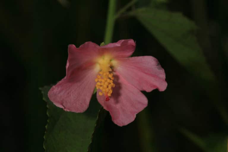 Kosteletzkya (Kosteletzkya)