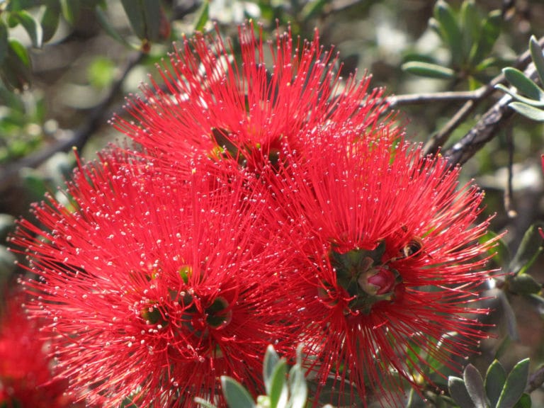 Kunzea (Kunzea)