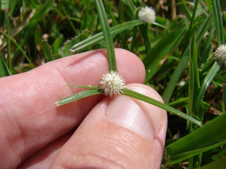Kyllinga (Kyllinga)