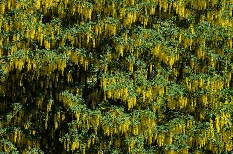 Cytise (Laburnum)