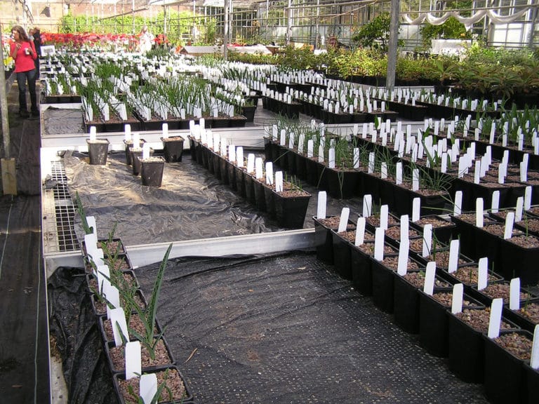 Lachenalia (Lachenalia)