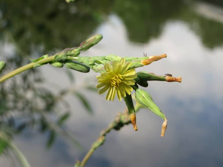 Laitue (Lactuca)