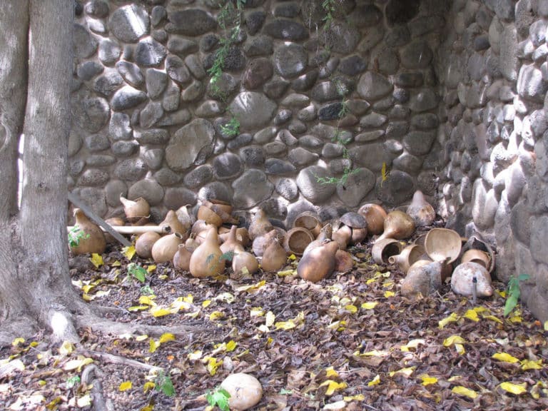 Lagenaria (Lagenaria)
