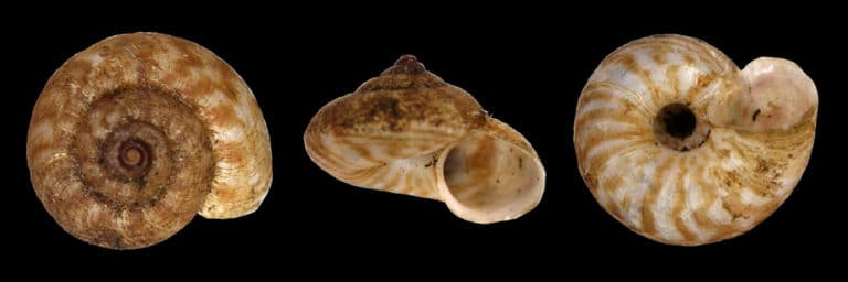 Lagochilus (Lagochilus)
