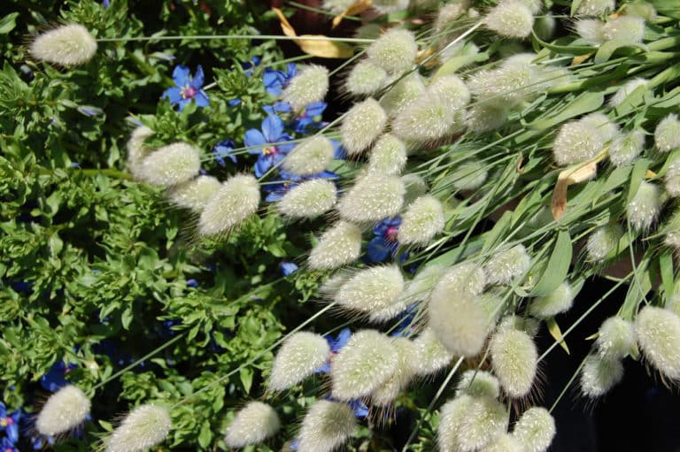 Lagure (Lagurus)