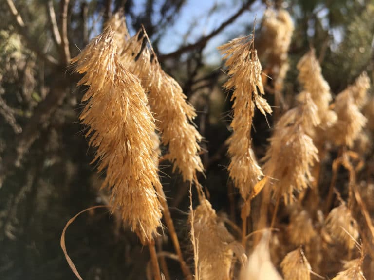 Lamarckia (Lamarckia)
