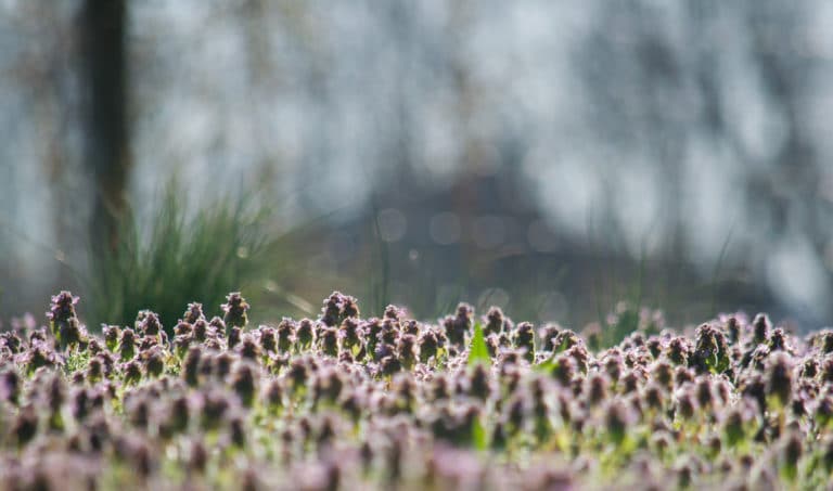 Lamier (Lamium)
