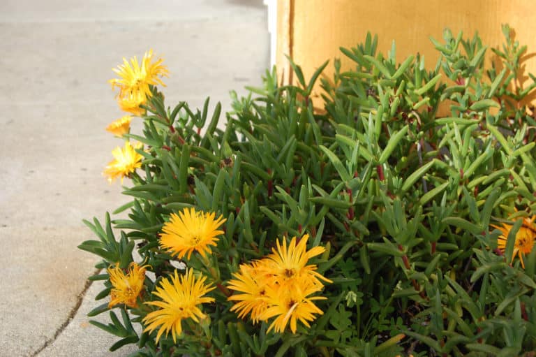 Lampranthus (Lampranthus)