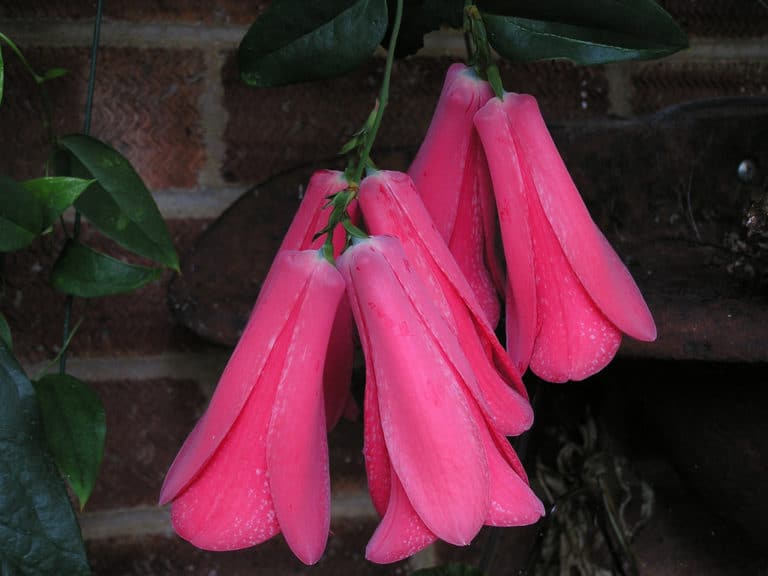 Copihue (Lapageria)