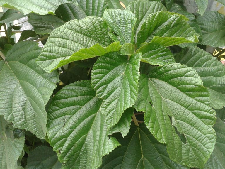 Laportea (Laportea)