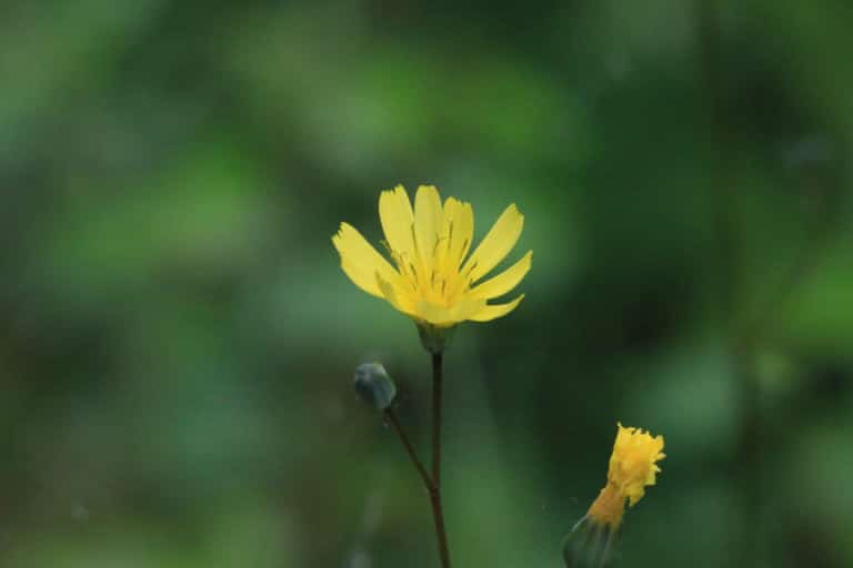 Lapsana (Lapsana)
