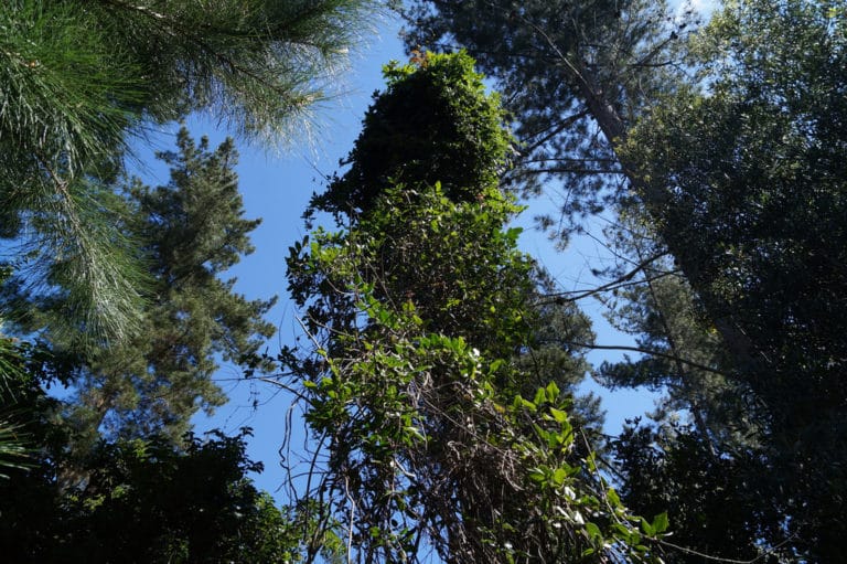 Lardizabala (Lardizabala)