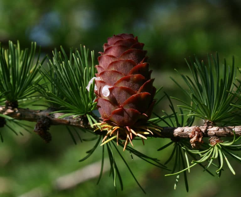 Mélèze (Larix)