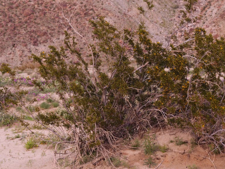 Larrea (Larrea)