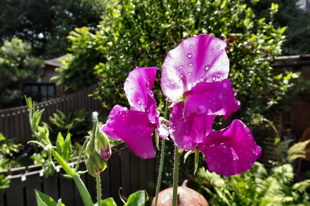 Gesses (Lathyrus)