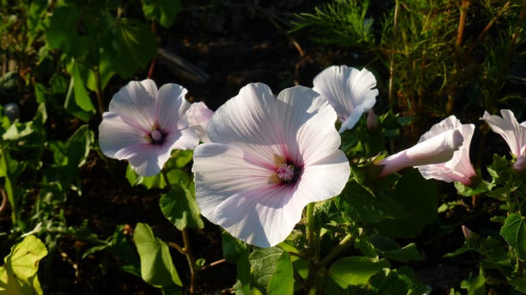 Lavatère (Lavatera)