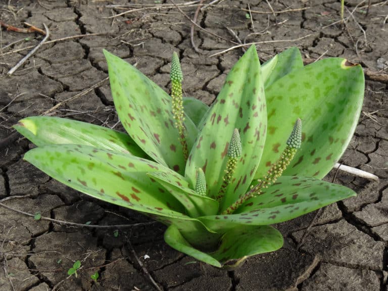Ledebouria (Ledebouria)