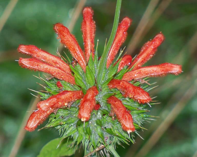Leonotis (Leonotis)