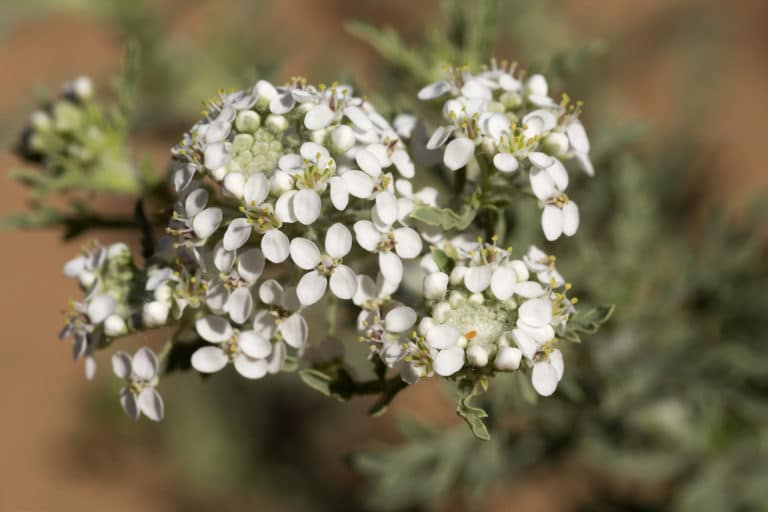 Passerages (Lepidium)