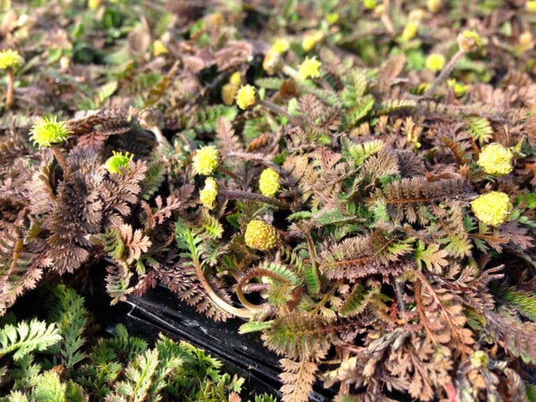 Leptinella (Leptinella)