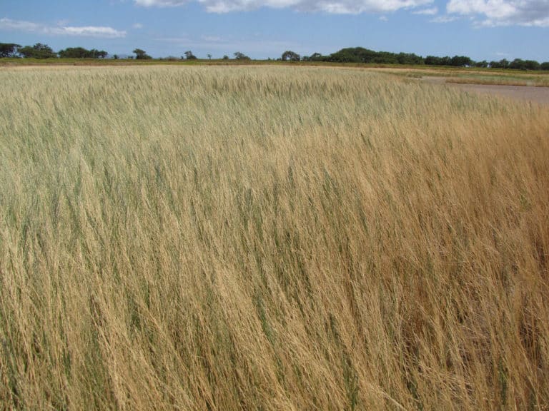 Leptochloa (Leptochloa)