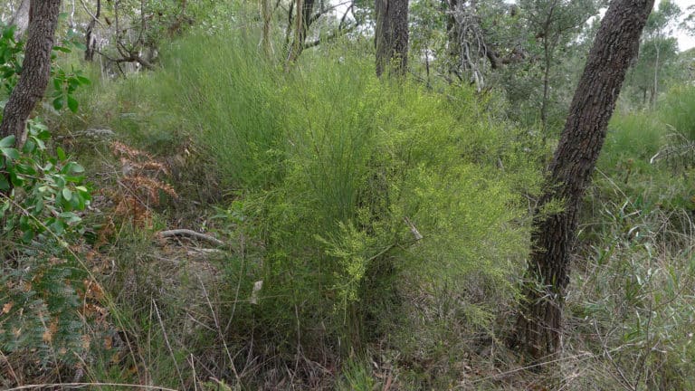 Leptomeria (Leptomeria)