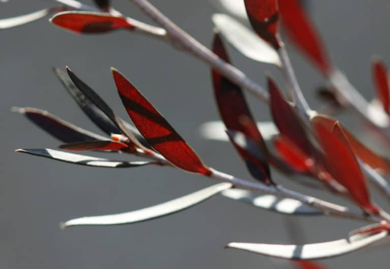 Leptosperme (Leptospermum)