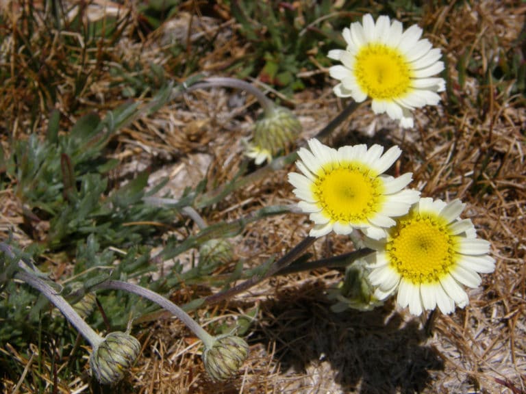 Leucanthemopsis (Leucanthemopsis)