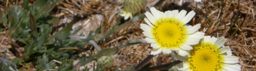 Leucanthemopsis