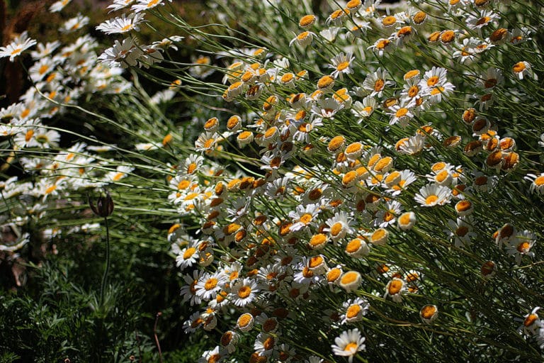 Marguerite (Leucanthemum)