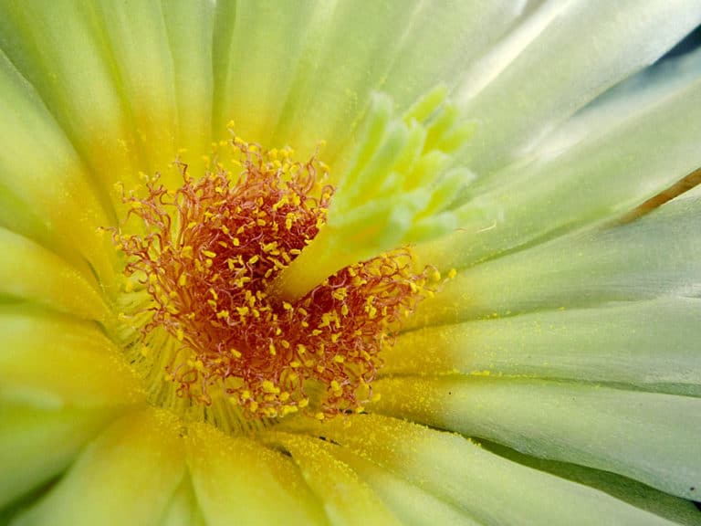 Leuchtenbergia (Leuchtenbergia)