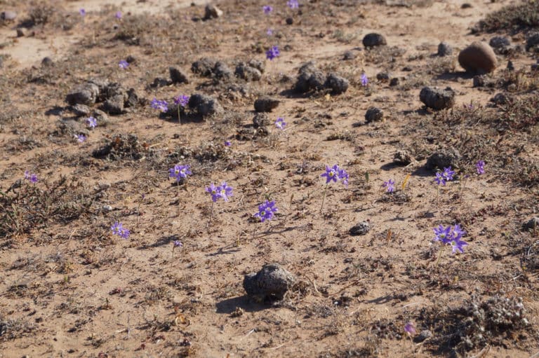 Leucocoryne (Leucocoryne)