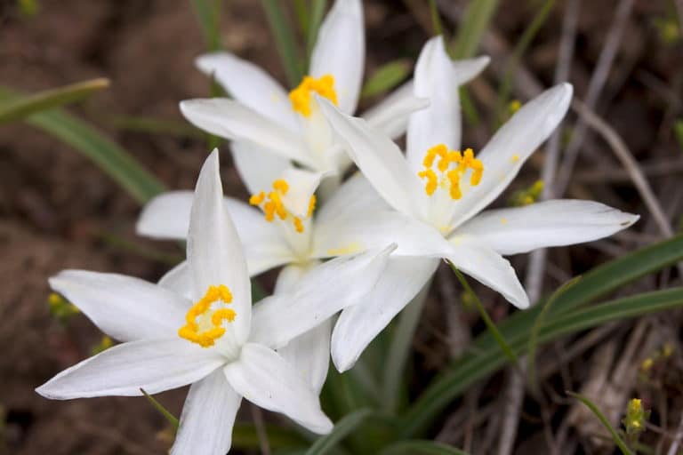 Thalictrum (Leucocrinum)
