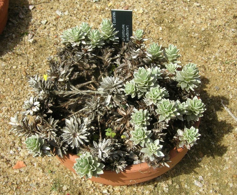 Leucogenes (Leucogenes)